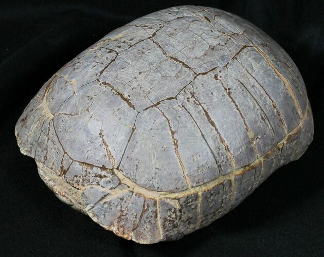 Nice Fossil Tortoise (Stylemys) - South Dakota #31517
